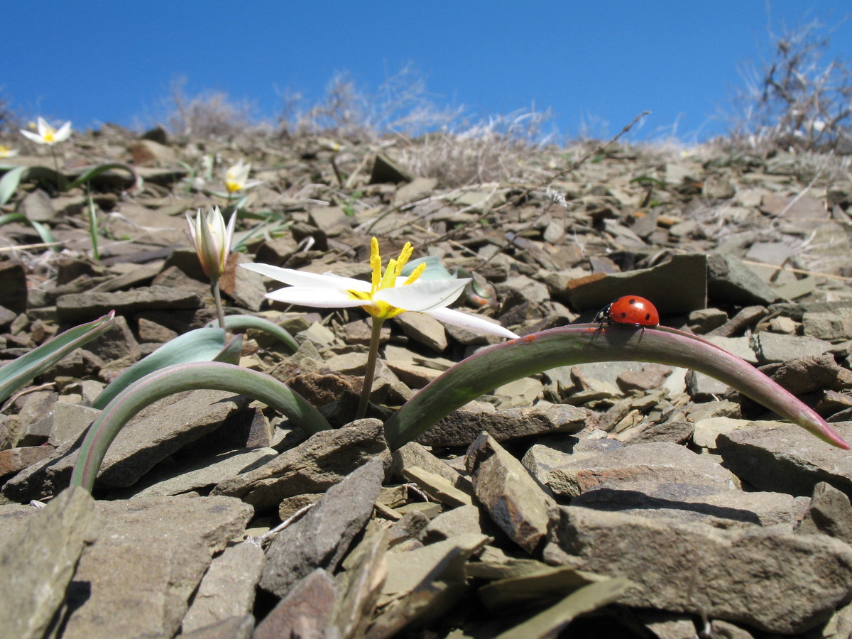 Изображение особи Tulipa orthopoda.