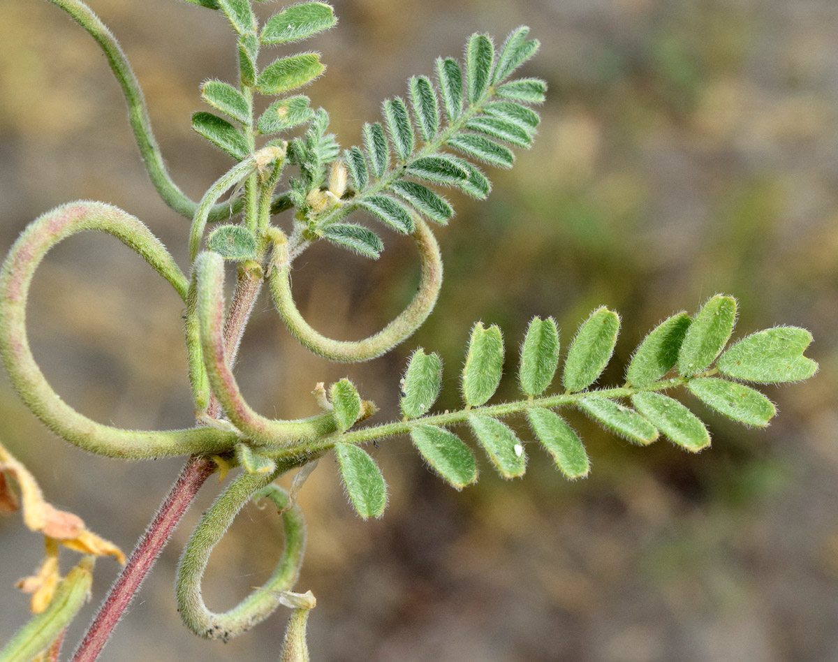 Изображение особи Astragalus ophiocarpus.