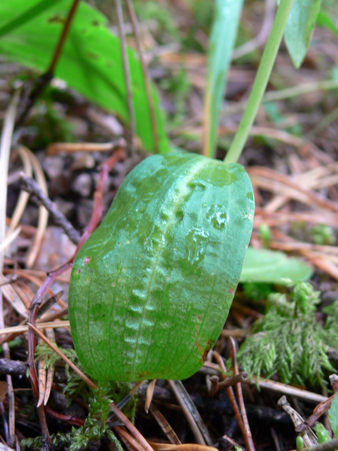 Image of Dactylorhiza viridis specimen.