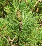 Pinus mugo. Верхушка веточки с незрелым плодом. Швейцария, г. Люцерн, озеленение. Июль.