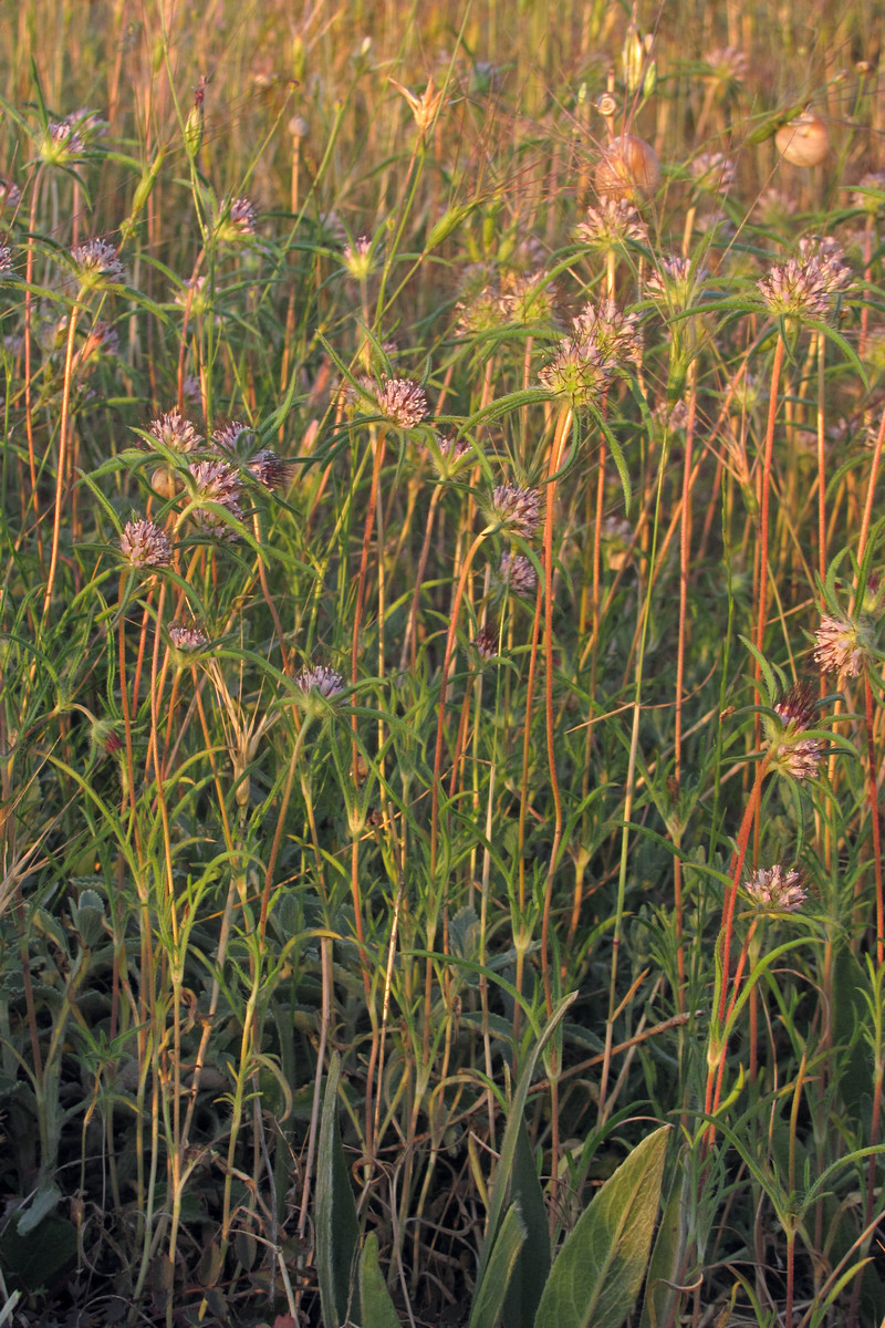 Image of Lomelosia divaricata specimen.