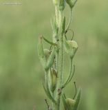 Veronica jacquinii