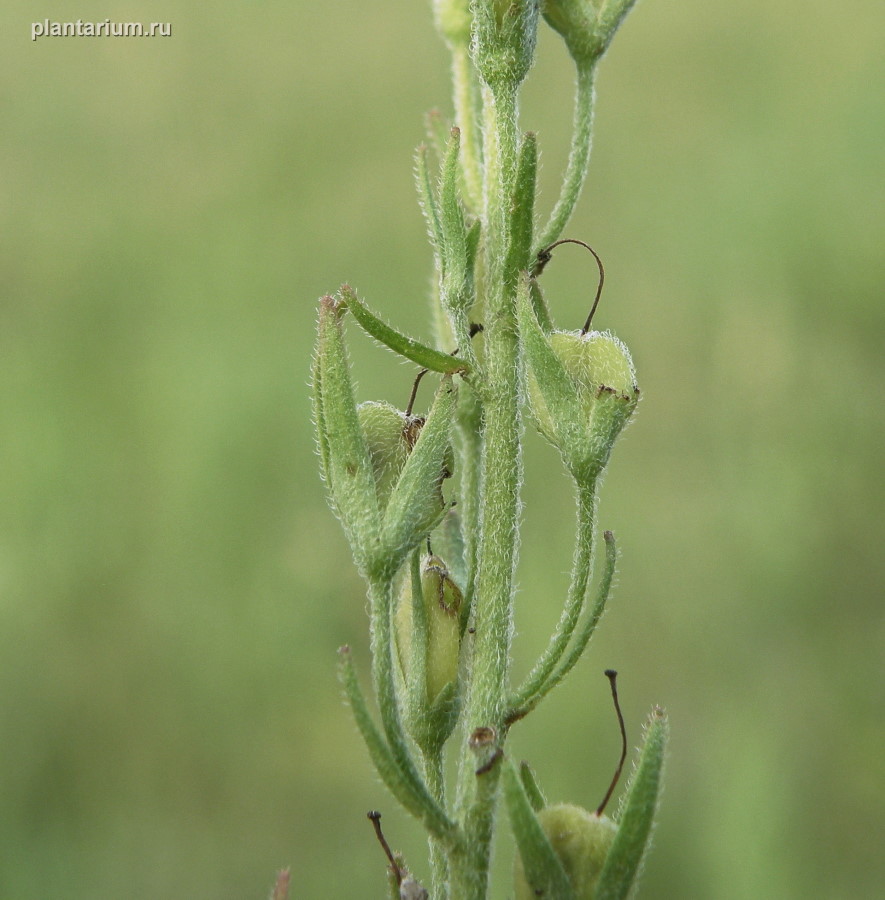 Image of Veronica jacquinii specimen.