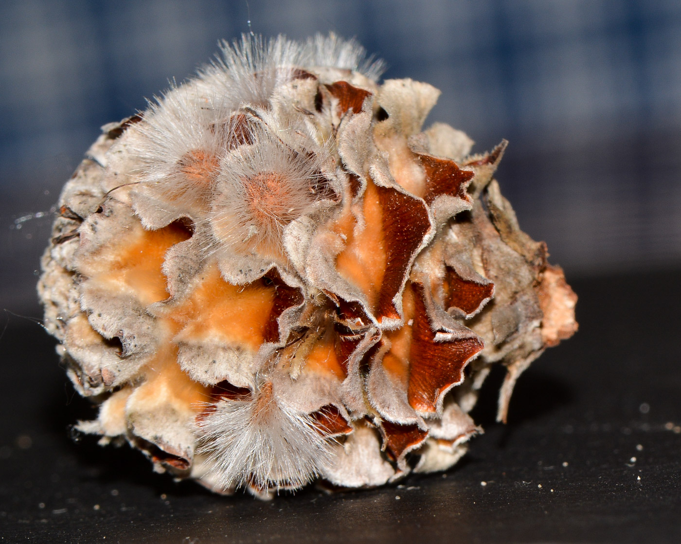 Image of Leucadendron galpinii specimen.