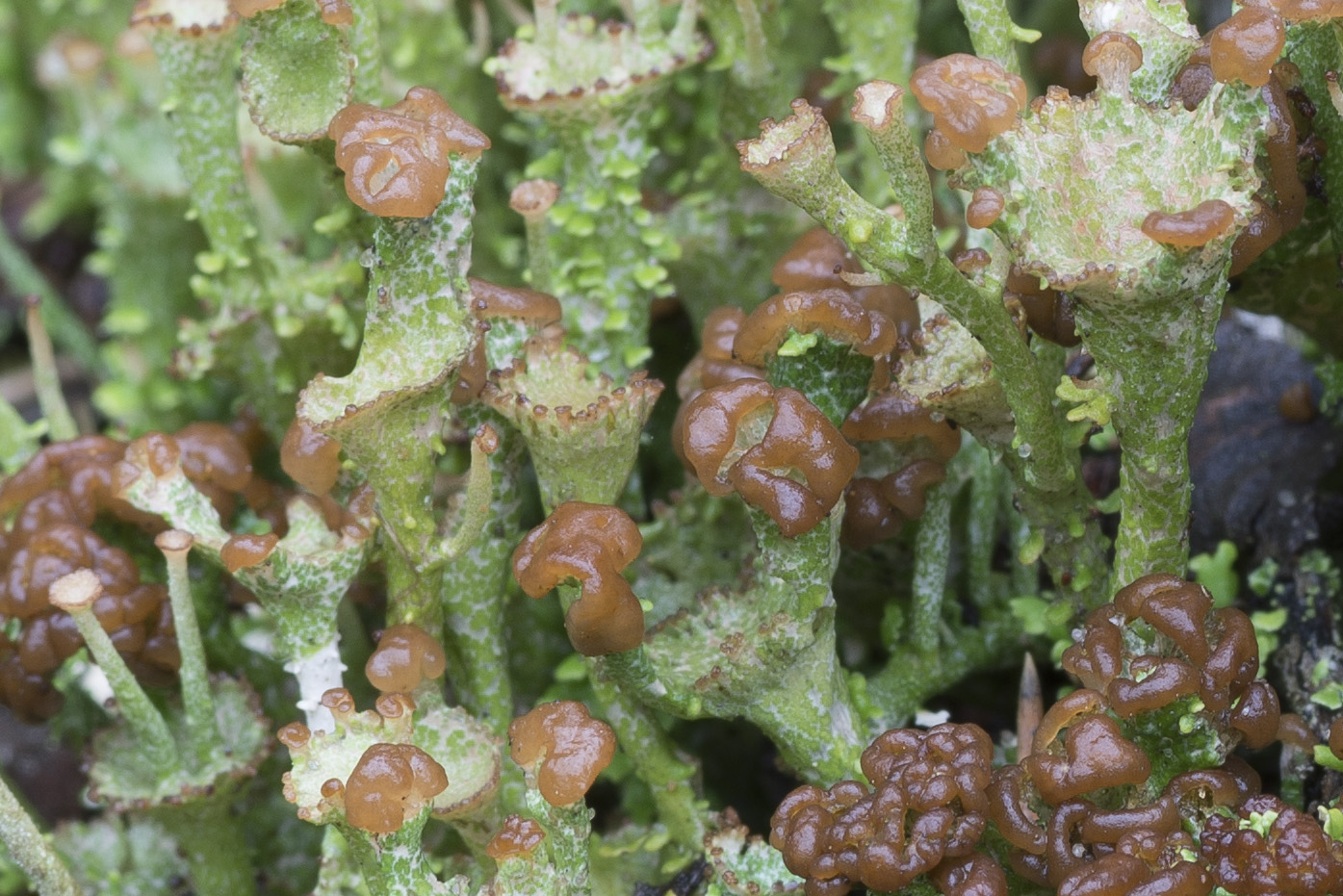 Image of Cladonia gracilis ssp. turbinata specimen.