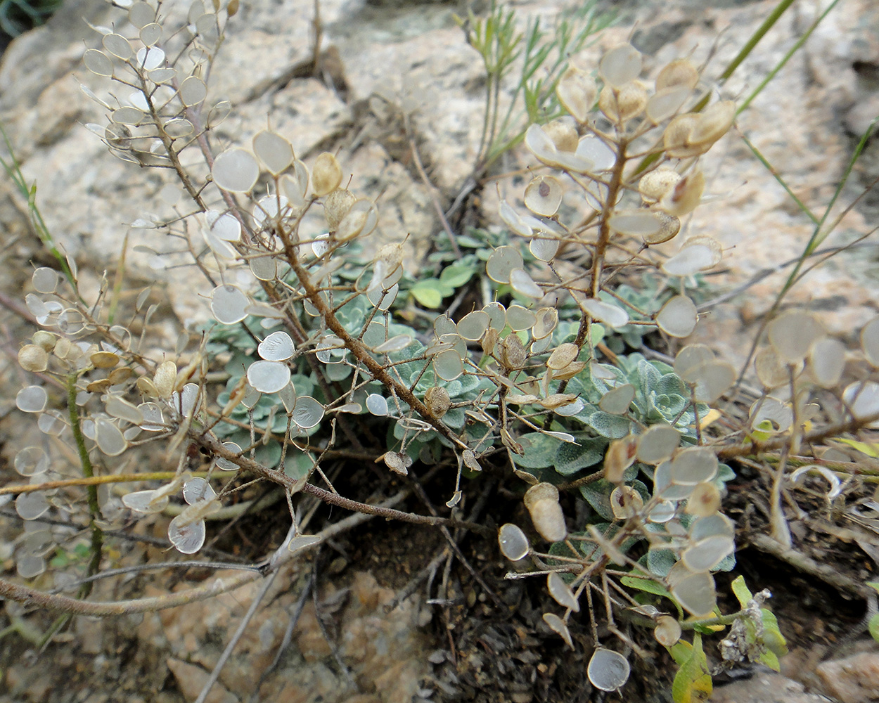 Image of Odontarrhena obovata specimen.