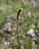 Kobresia macrolepis