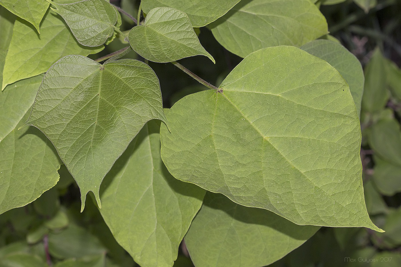 Image of genus Catalpa specimen.