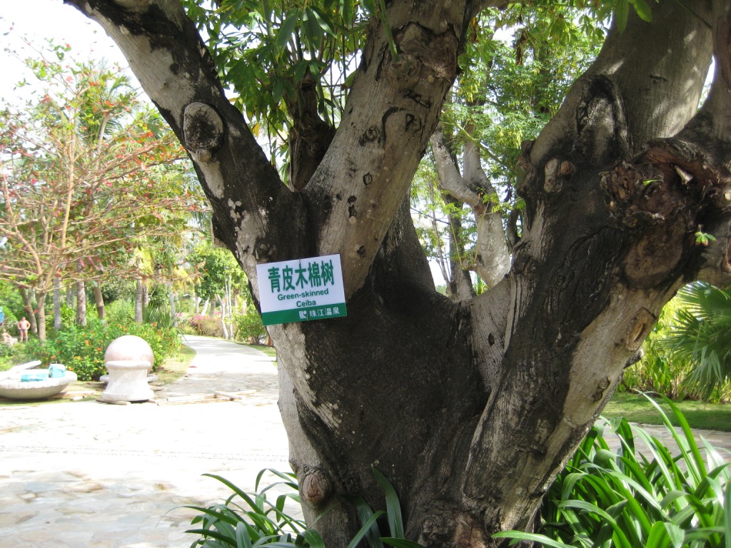 Image of Ceiba pentandra specimen.