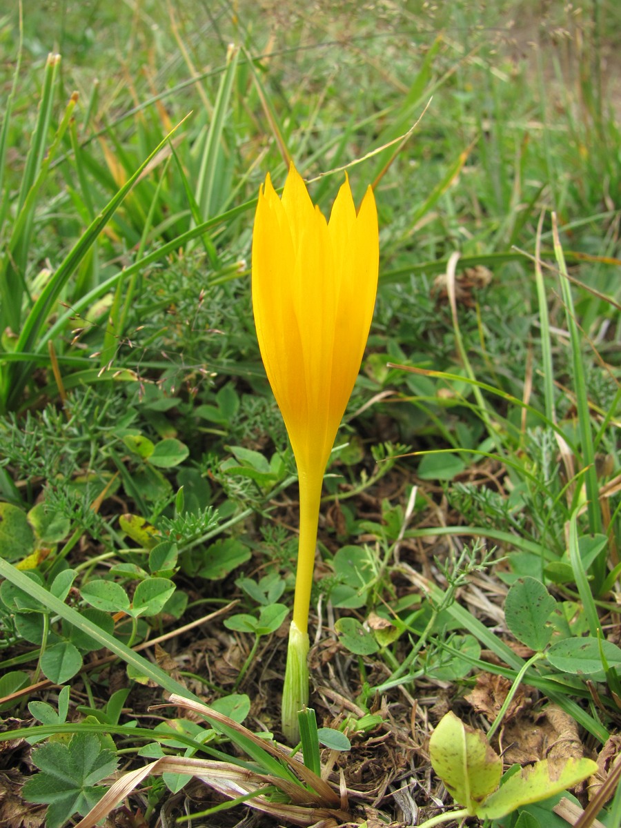 Image of Crocus scharojanii specimen.