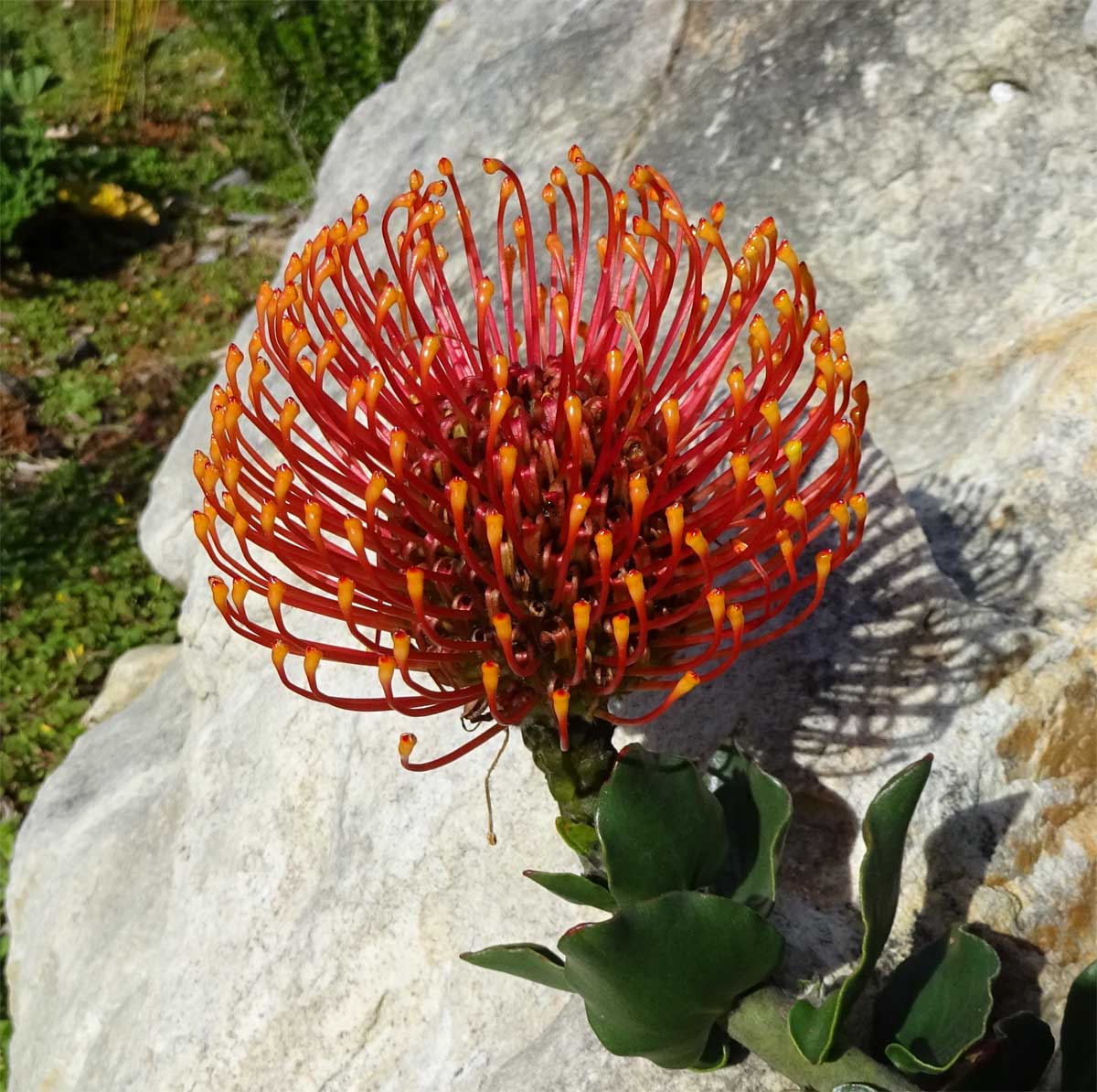 Image of Leucospermum cordifolium specimen.