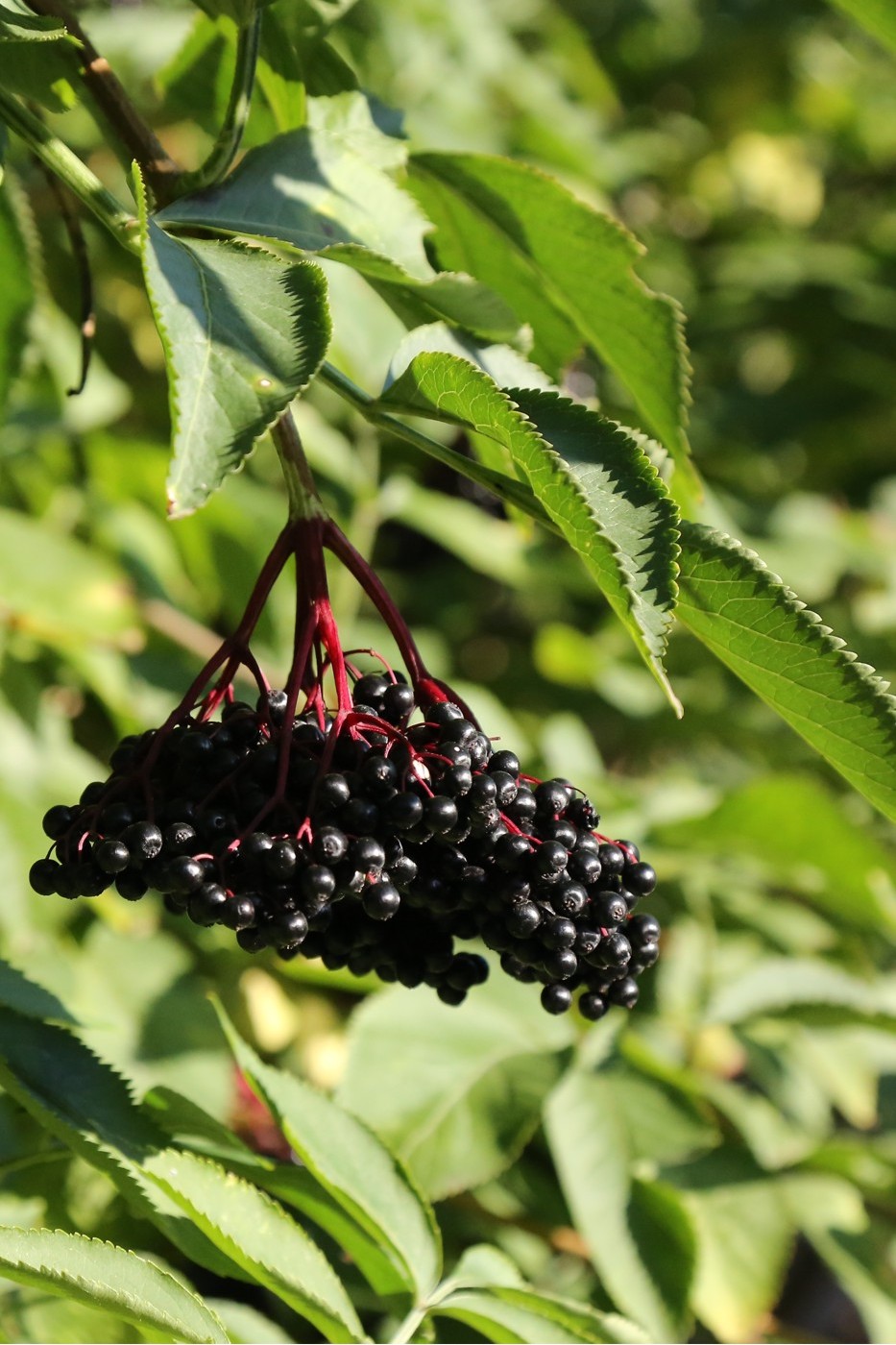 Image of Sambucus nigra specimen.