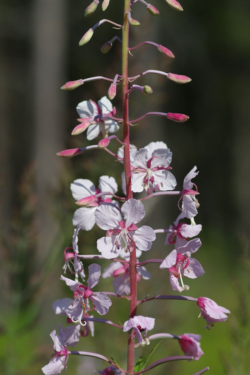 Изображение особи Chamaenerion angustifolium.