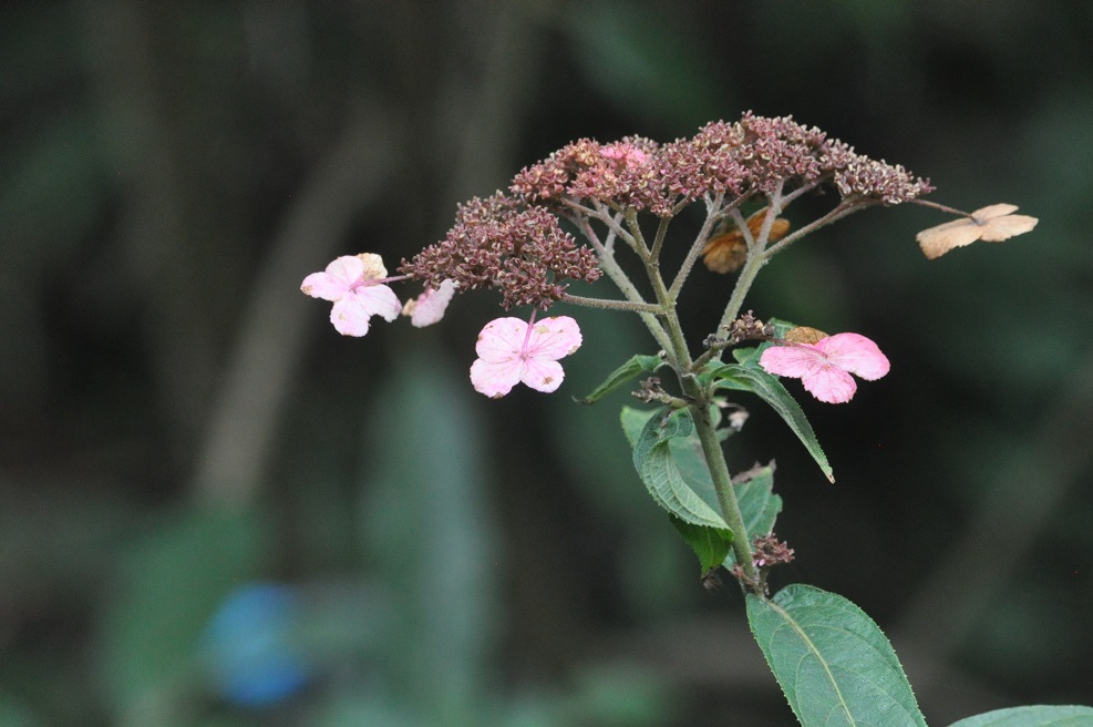 Image of genus Hydrangea specimen.