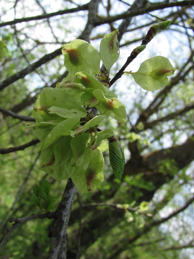 Image of Ulmus minor specimen.