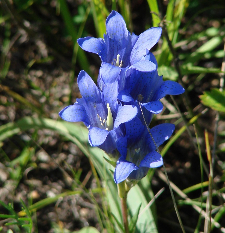 Image of Gentiana decumbens specimen.