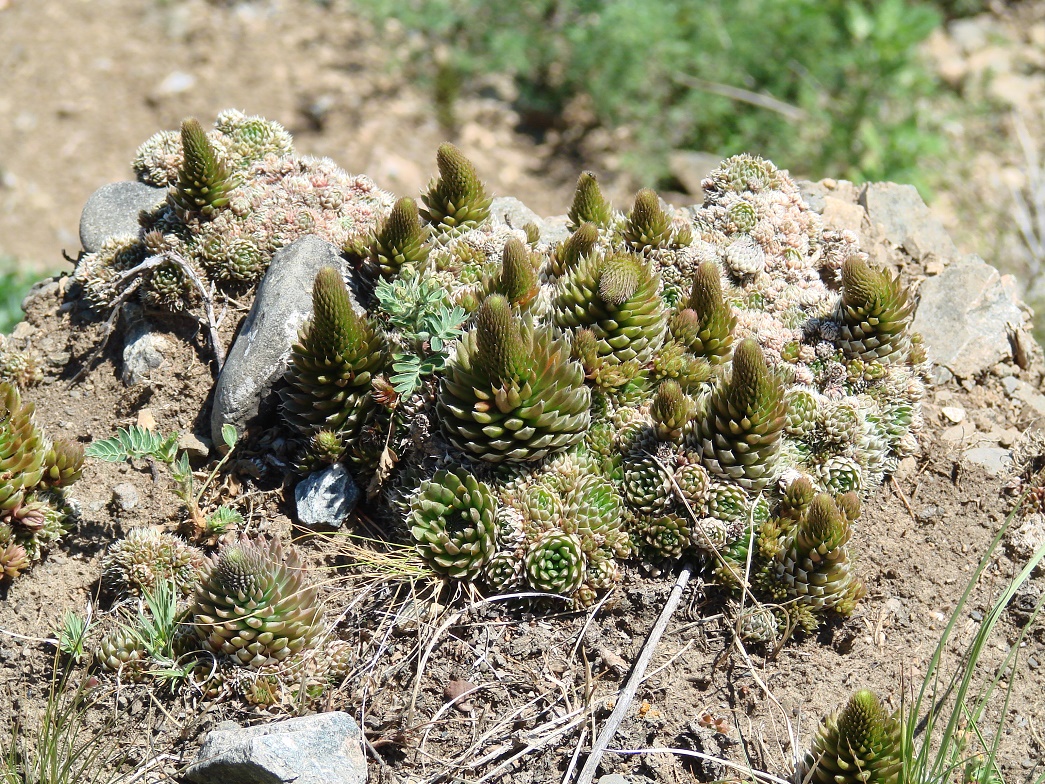 Image of Orostachys spinosa specimen.