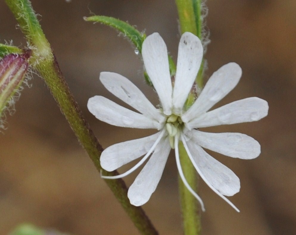 Изображение особи Silene dichotoma.