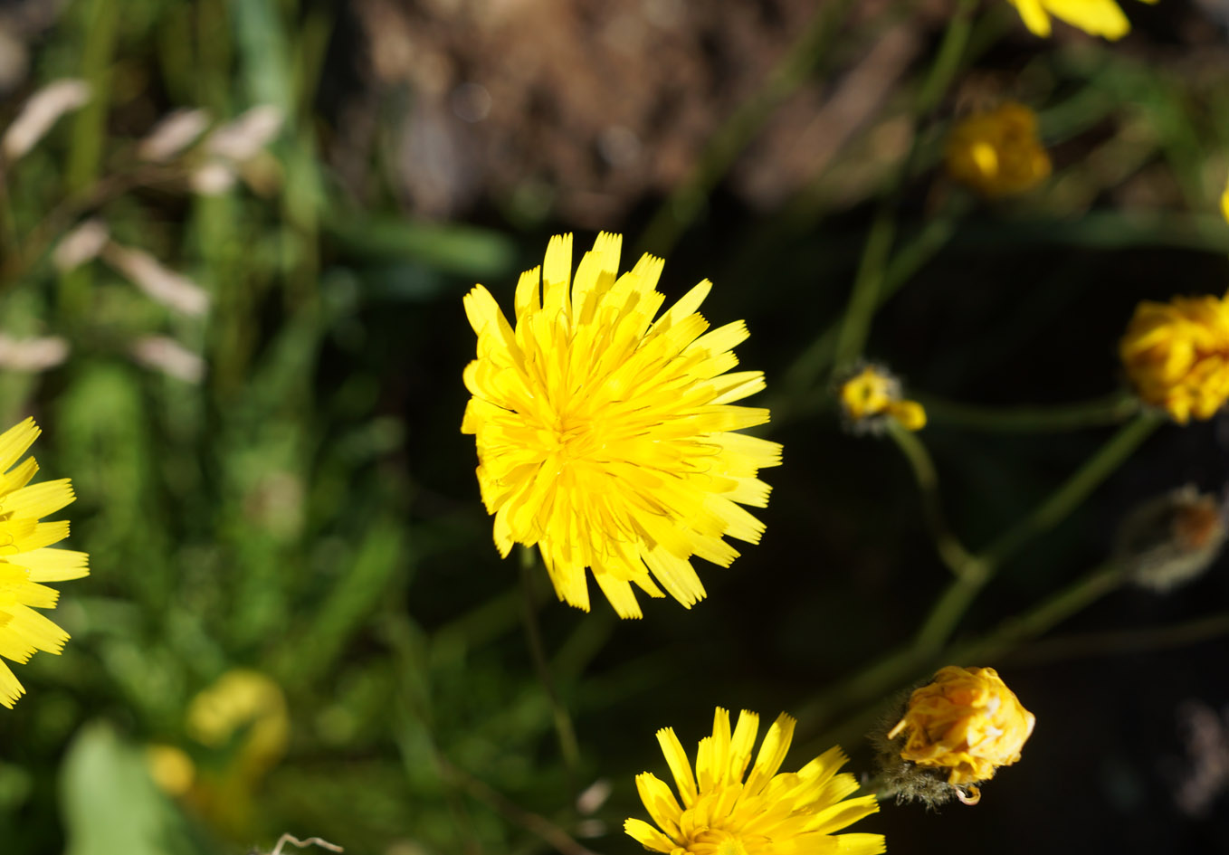 Image of Scorzoneroides autumnalis specimen.