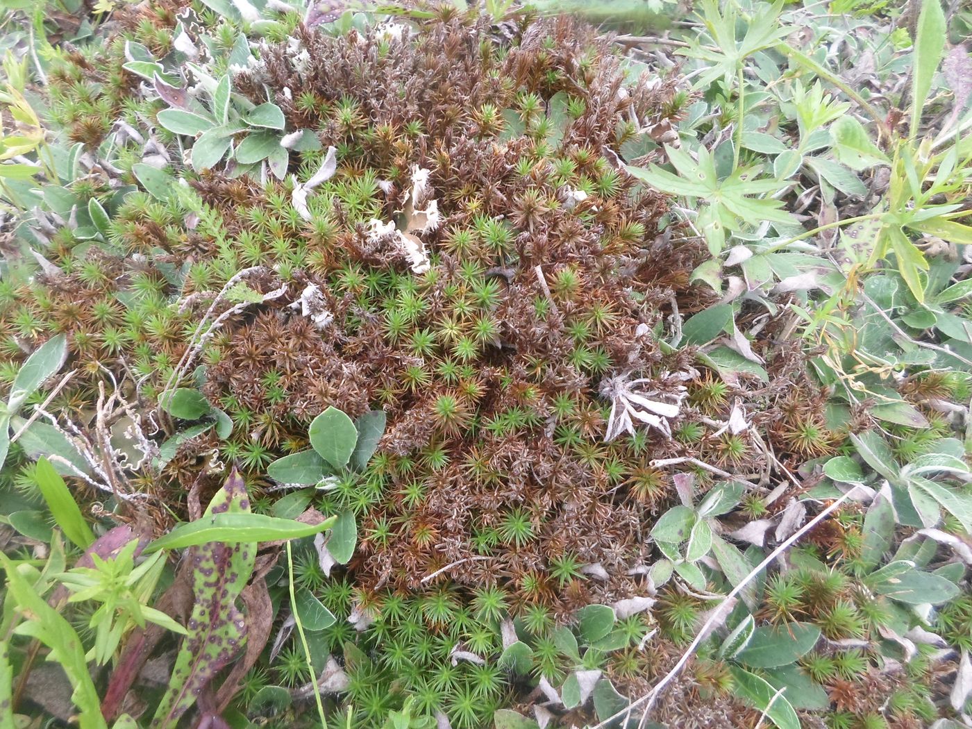 Image of Polytrichum juniperinum specimen.