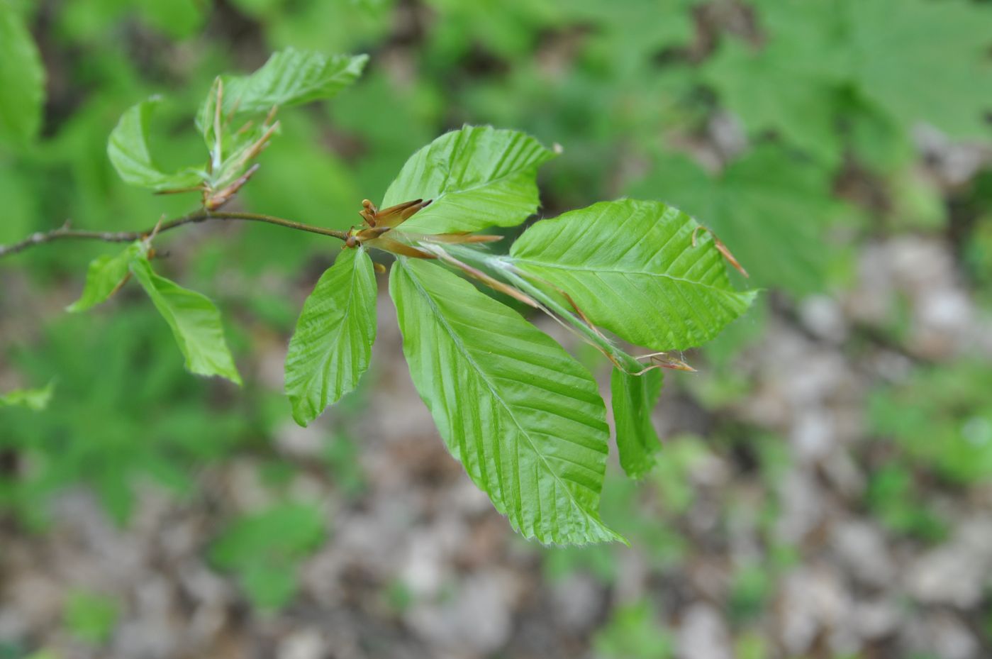 Изображение особи Fagus orientalis.