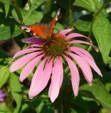 Echinacea purpurea. Соцветие с кормящейся бабочкой павлиний глаз дневной (Aglais io). Москва, Останкинский парк, в культуре. Июль 2018 г.