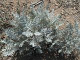 Artemisia schrenkiana