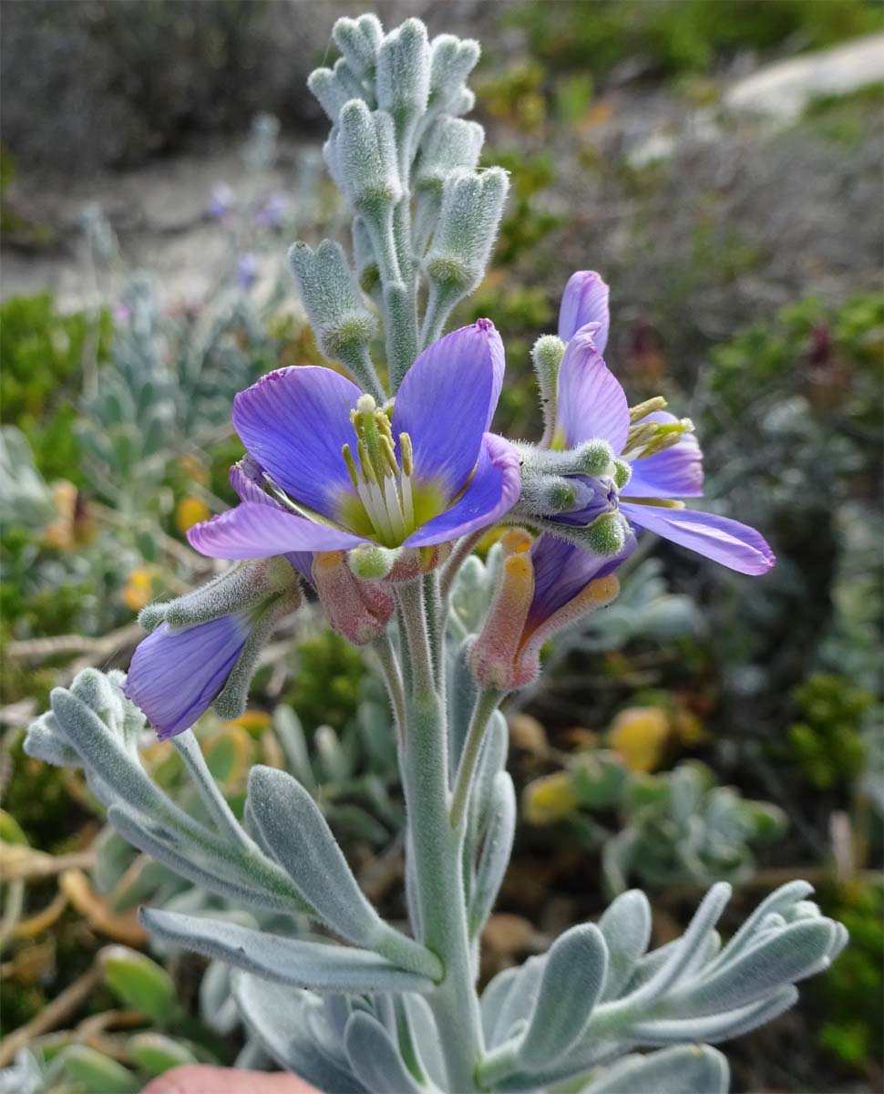 Изображение особи Heliophila cinerea.