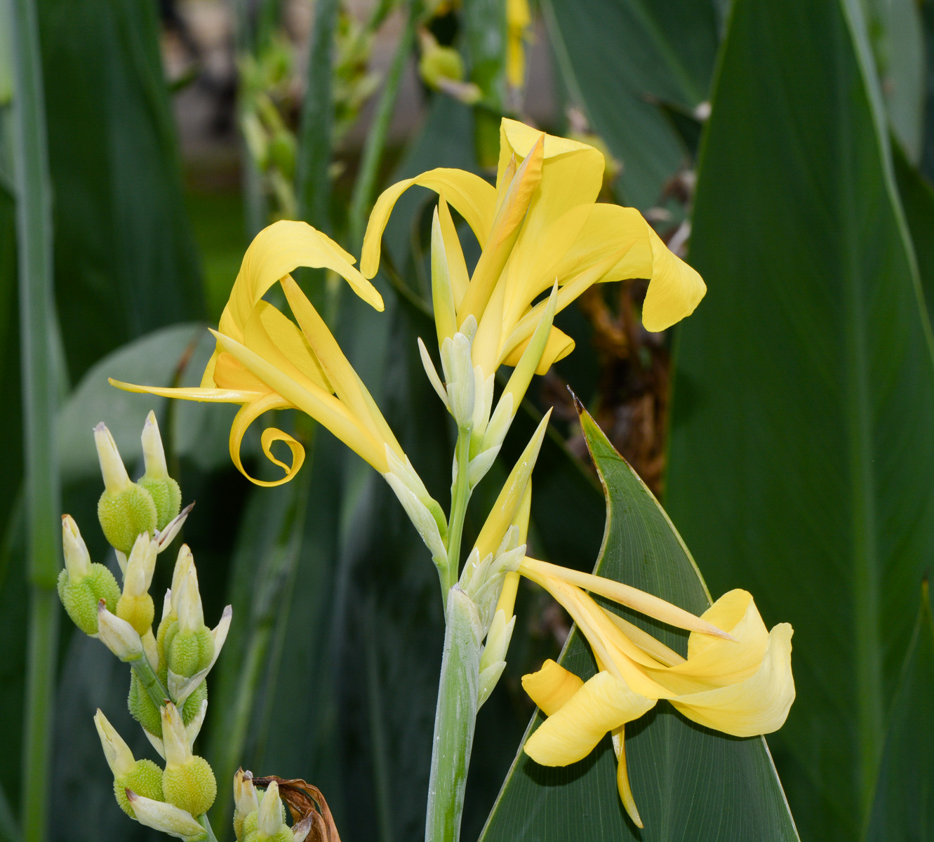 Image of Canna flaccida specimen.