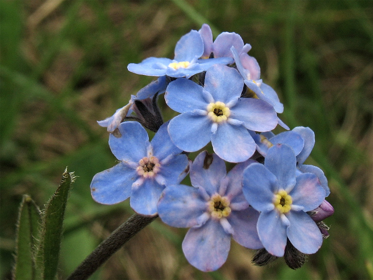 Image of Myosotis alpestris specimen.