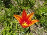 Tulipa anadroma
