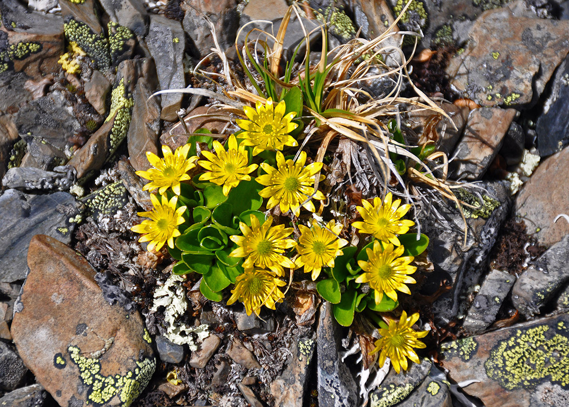 Image of Oxygraphis glacialis specimen.