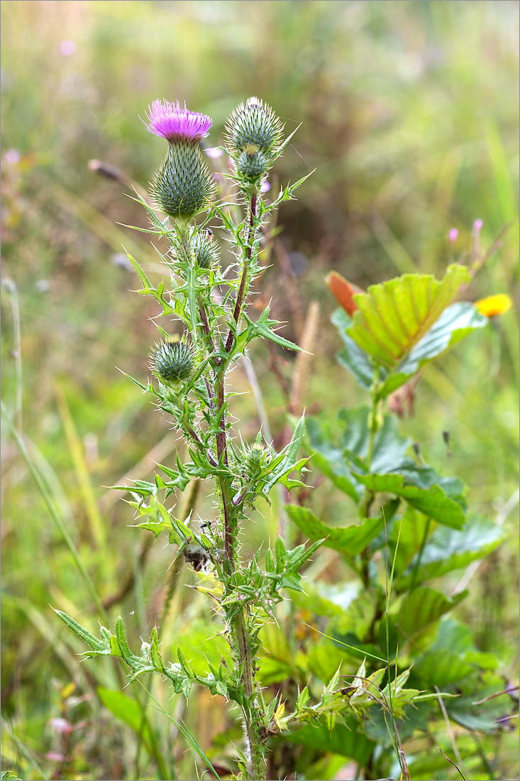 Изображение особи Cirsium vulgare.