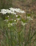 Chaerophyllum crinitum