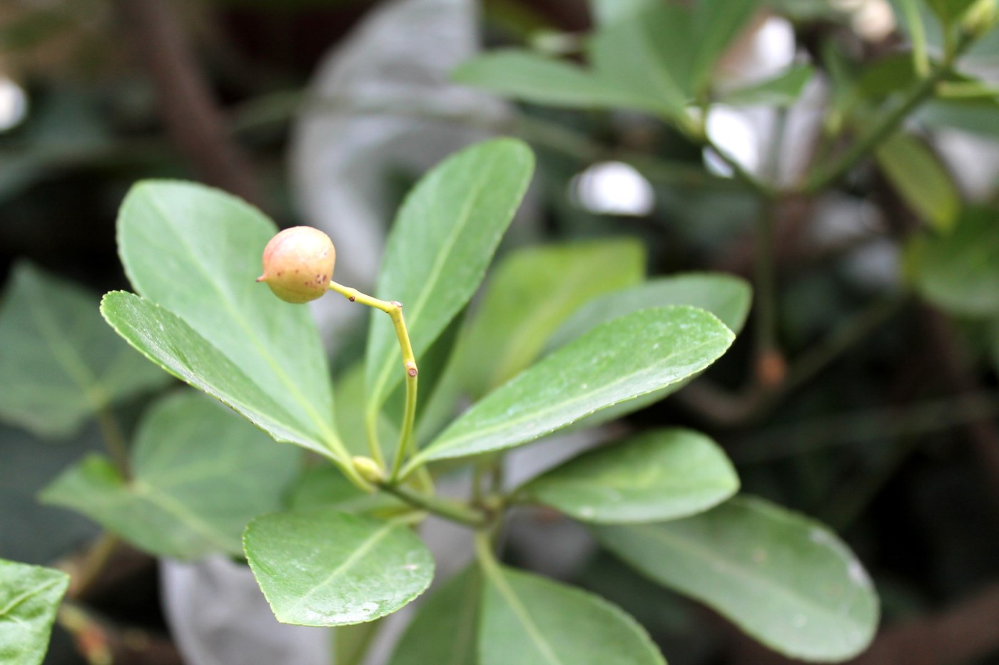 Изображение особи Euonymus japonicus.