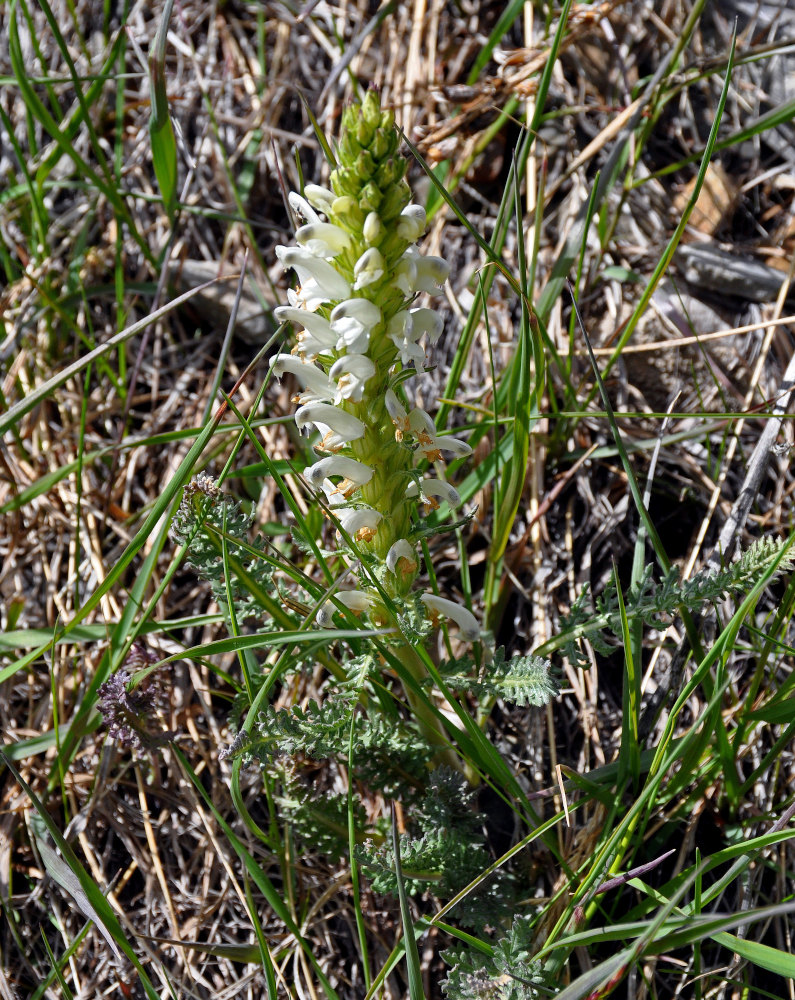 Image of Pedicularis achilleifolia specimen.