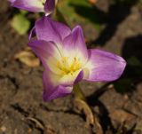 род Colchicum