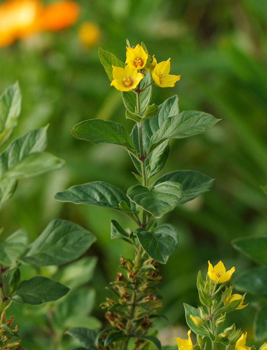 Image of Lysimachia punctata specimen.