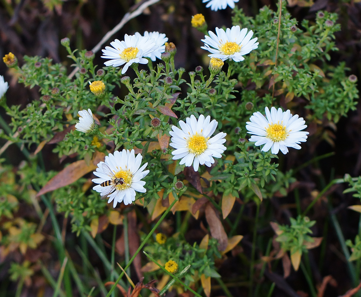 Image of genus Symphyotrichum specimen.