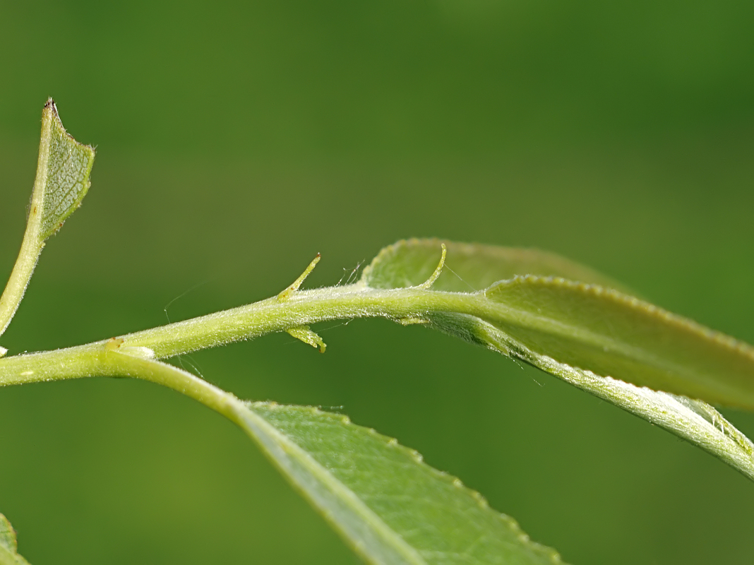 Изображение особи Salix &times; fragilis.