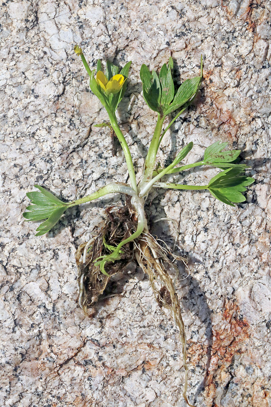 Изображение особи Ranunculus talassicus.