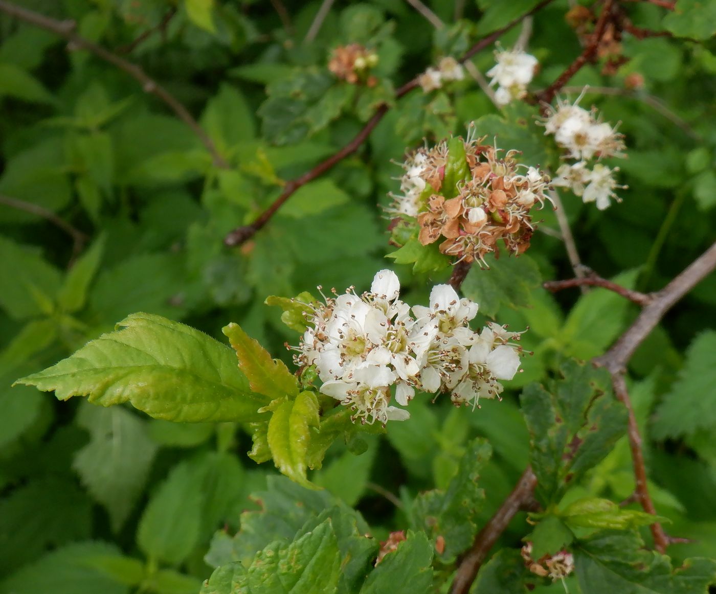 Изображение особи род Crataegus.