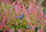 Vaccinium myrtillus