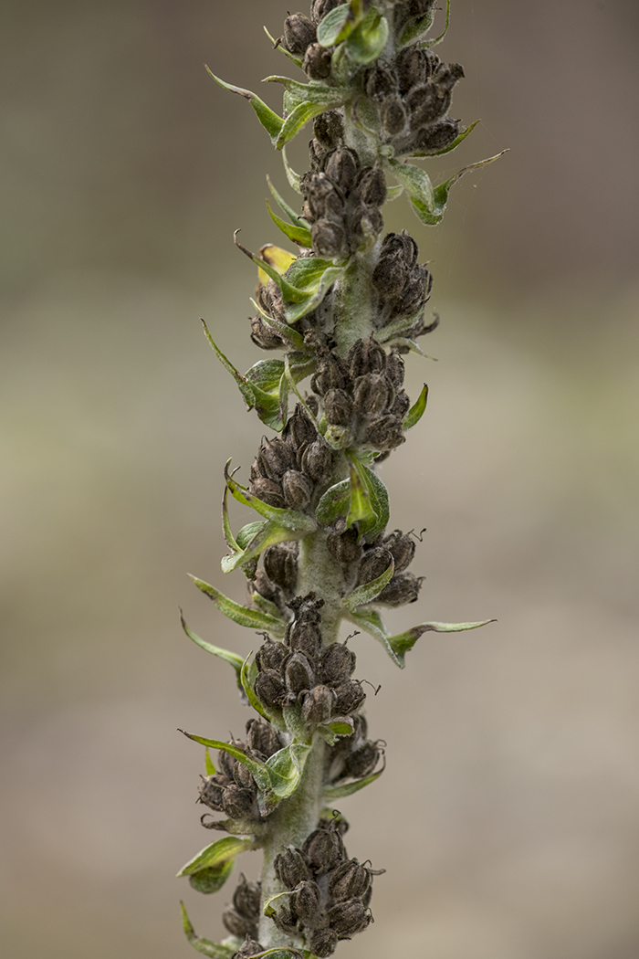 Image of Verbascum gnaphalodes specimen.