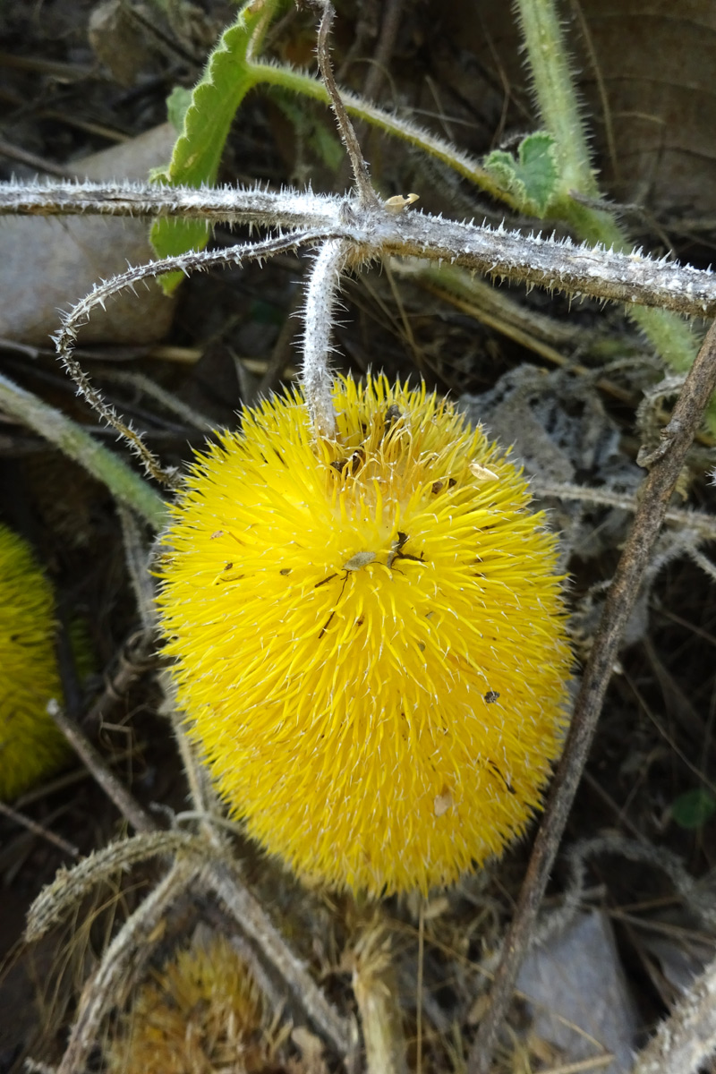 Image of Cucumis dipsaceus specimen.