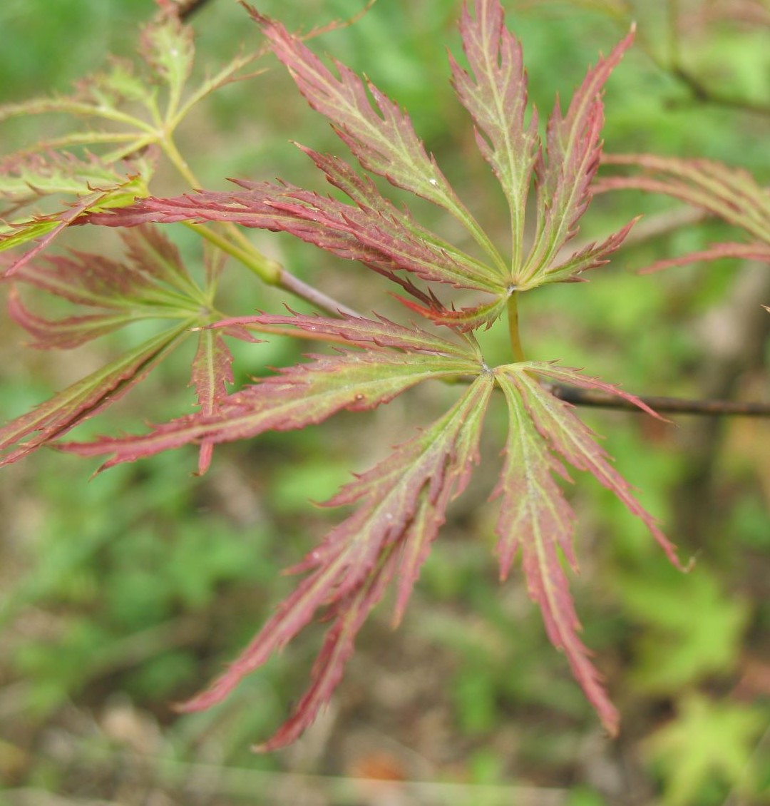 Изображение особи Acer palmatum.