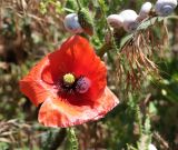 Papaver rhoeas. Цветок и бутон с улитками. Ростовская обл., Пролетарский р-н, окраина г. Пролетарск, долина р. Чепрак, небольшая луговина среди болотистых низин. 01.06.2019.