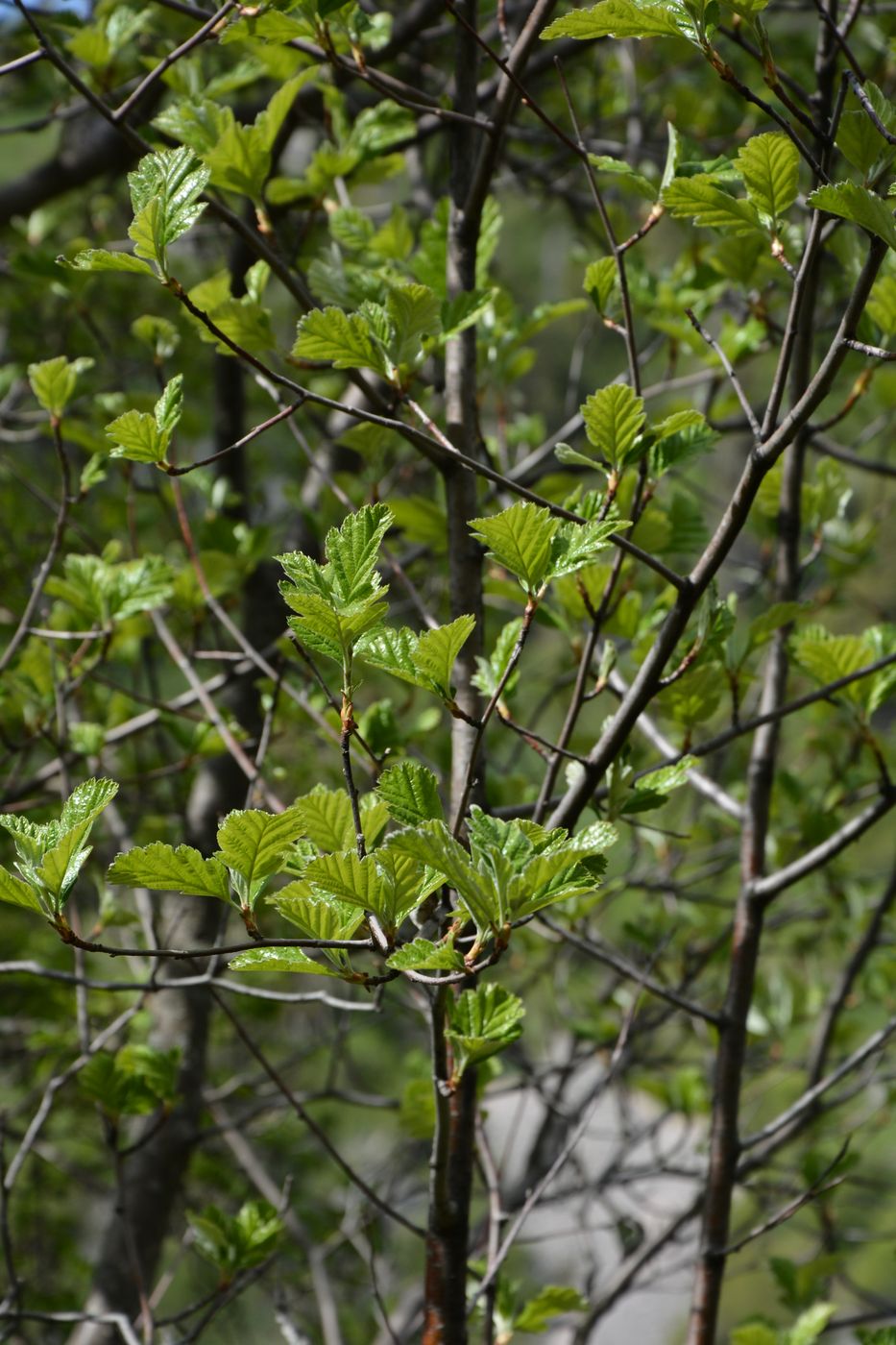 Image of Sorbus persica specimen.