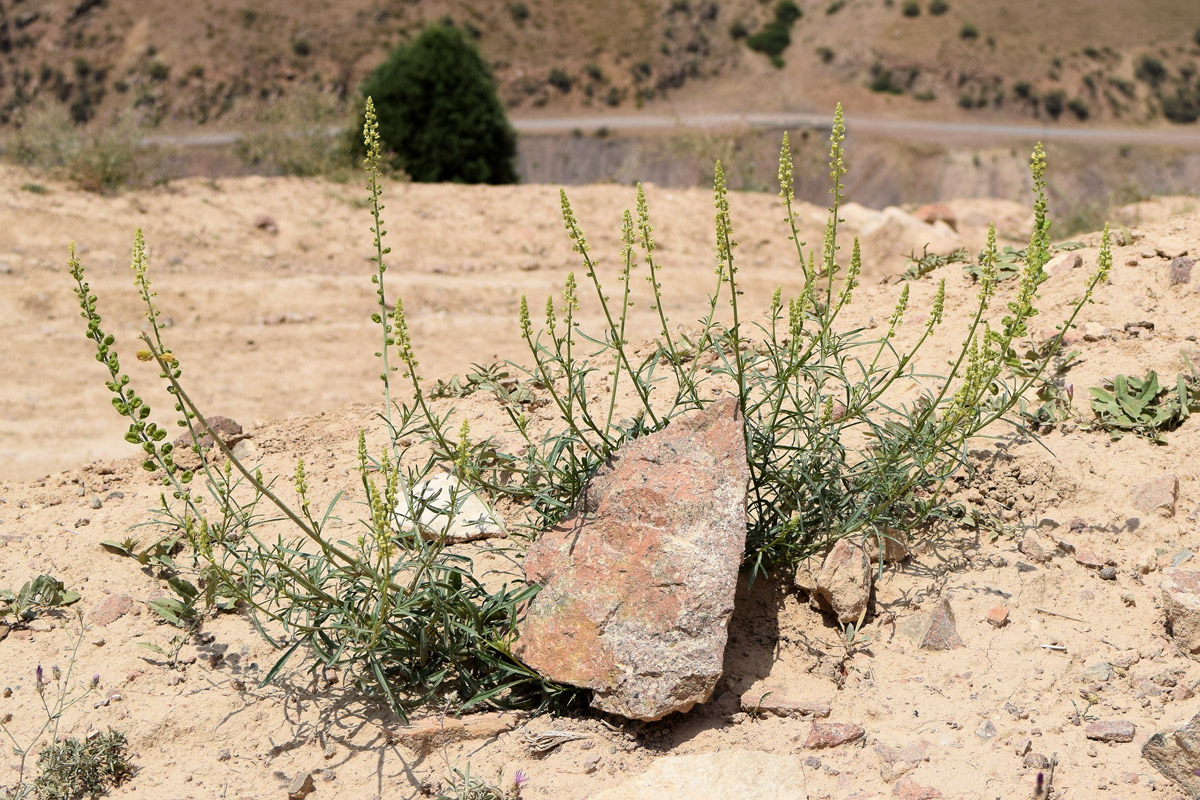 Image of Reseda lutea specimen.