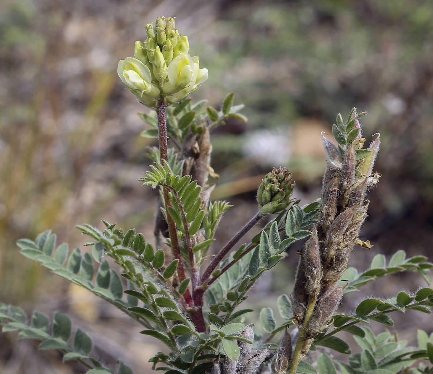 Image of Oxytropis pilosa specimen.